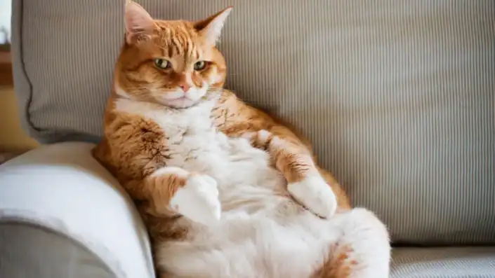 Fluffy orange and white cat relaxing on a cozy sofa, showcasing comfortable home decor and feline relaxation.