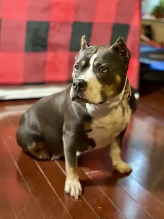 Black and white pit bull sitting on wooden floor in living room with red and black checked sofa in background, cozy home decor.