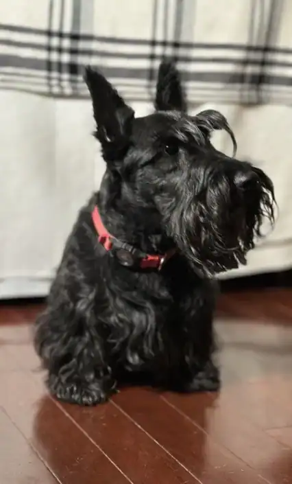 Small black dog with a red collar, sitting on hardwood floor in front of a patterned fabric backdrop.